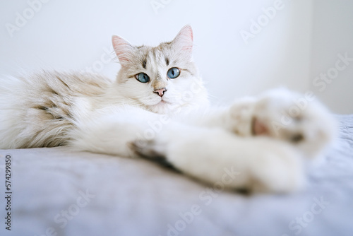 Cute white cat with blue eye lying in bed. Fluffy pet comfortably settled to sleep 