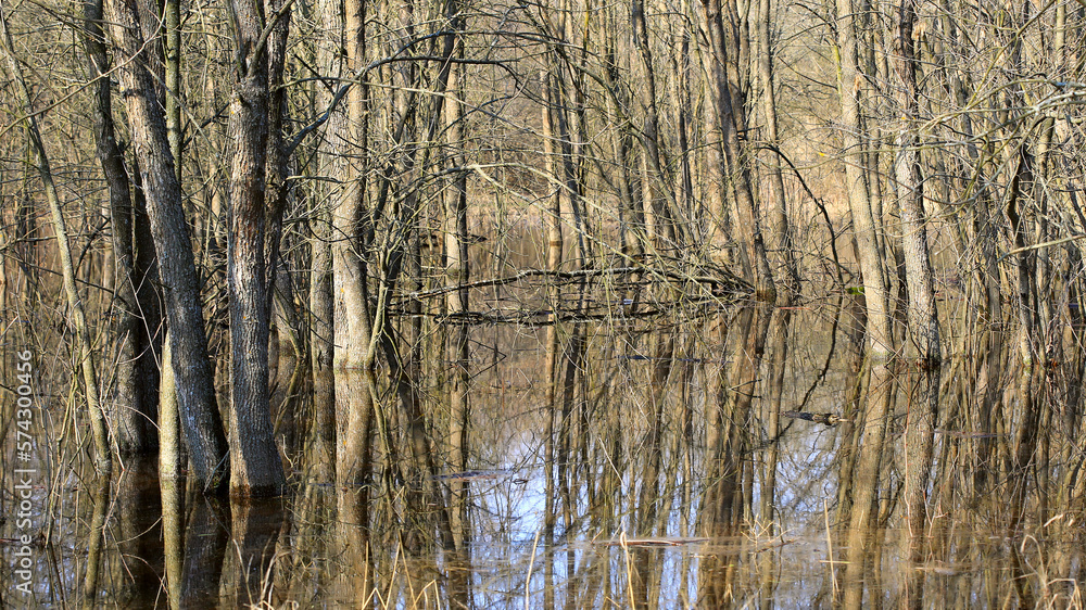 flooded trees in spring forest