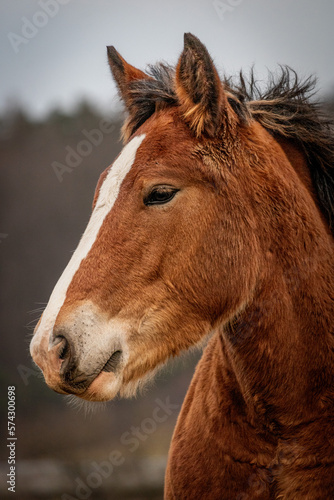portrait of a horse © Dawid Paluszak