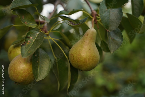 Not a perfect pear without GMO. Selective focus.