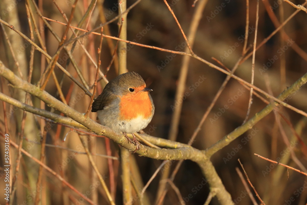 European robin (Erithacus rubecula) on the branch European robin (Erithacus rubecula) on the branch