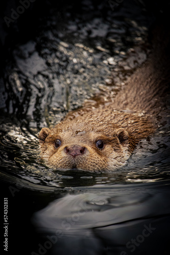 Otter swimming in a lake looking at the camera © Dawid Paluszak