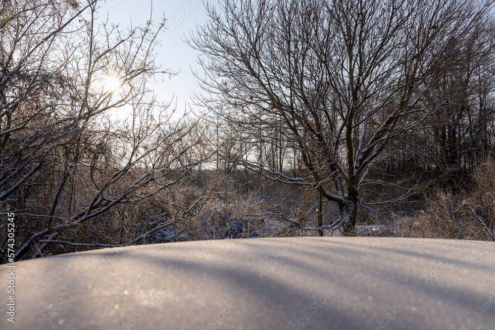 Bare deciduous trees in the forest in winter Bare deciduous trees in the forest in winter