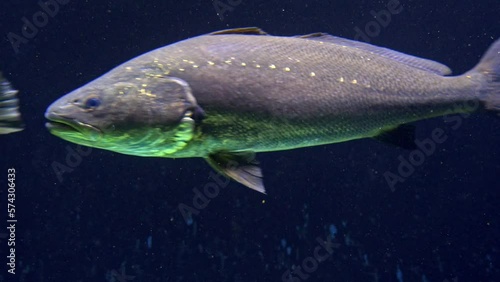 Argyrosomus regius fish underwater, close up 2023
Close shot from Israel, 2023
 photo