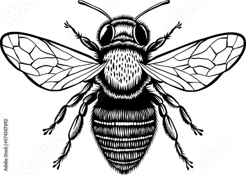 Black and White Honey Bee Insect for Stickers and Bee Decal. Bee Line Art Illustration