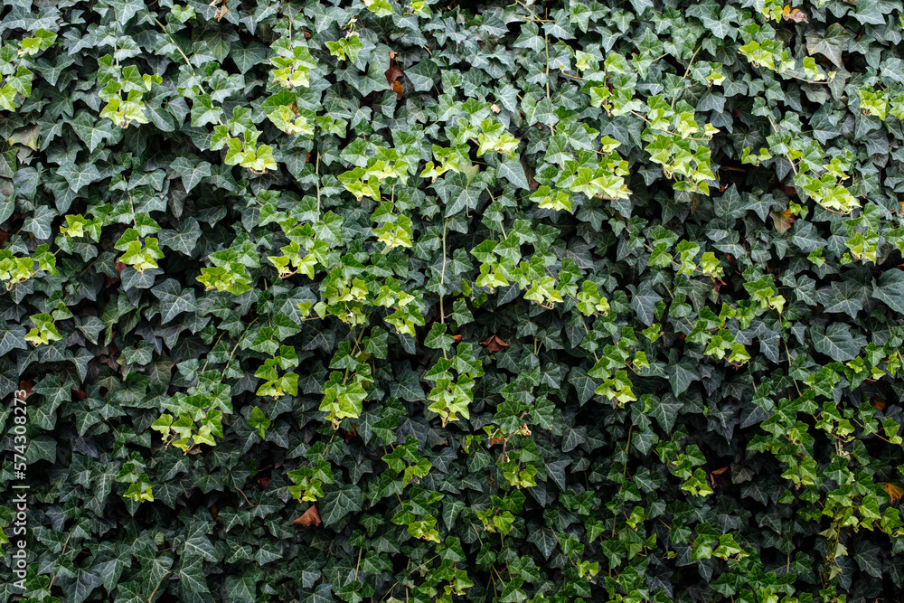 Green pattern from common ivy. Natural background. Great for presentations Green pattern from common ivy. Natural background. Great for presentations
