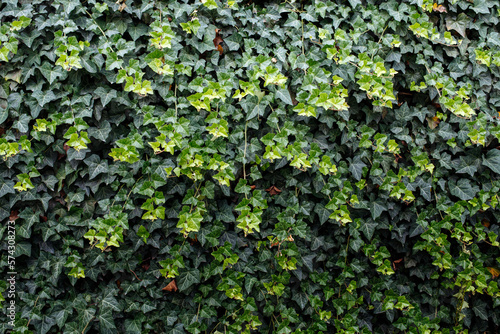 Green pattern from common ivy. Natural background. Great for presentations