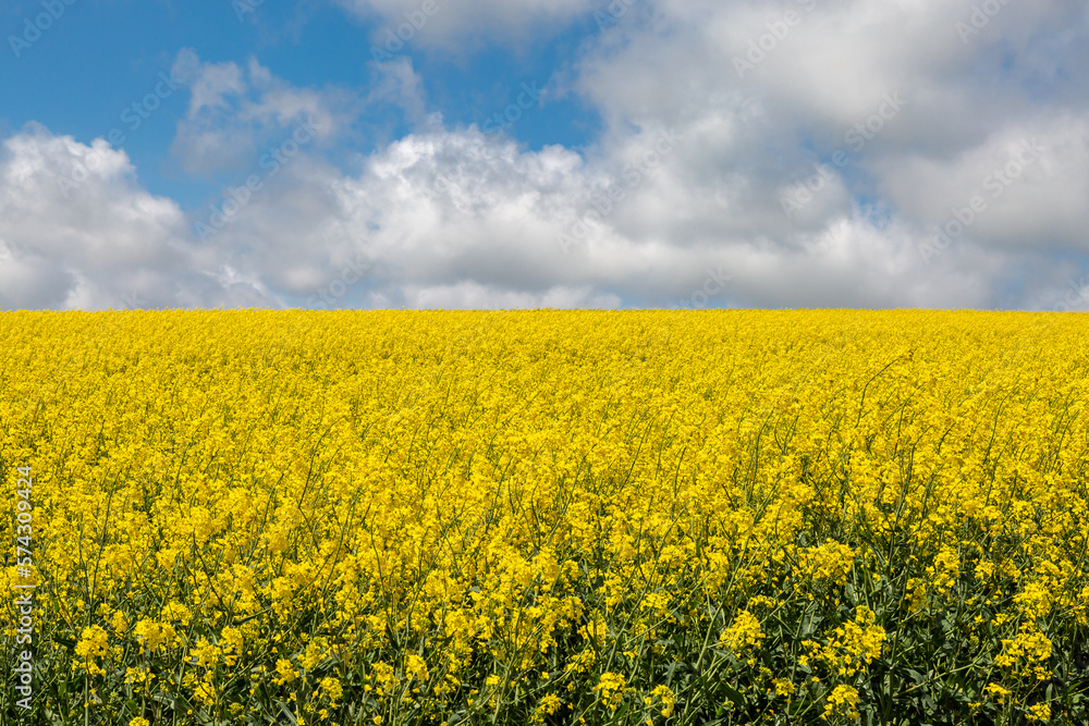A field of vibrant yellow oilseed rape crops on a sunny spring day