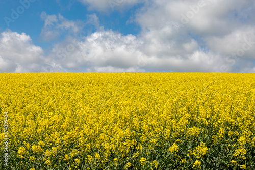 A field of vibrant yellow oilseed rape crops on a sunny spring day © lemanieh