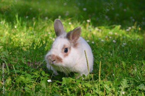 White bunny rabbit with brown spots walking in the meadow with green grass and wild daisies. Closeup photo .Free copy space