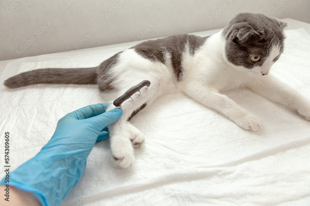 Cat in a veterinary clinic. Osteosynthesis. A cat with a broken leg and