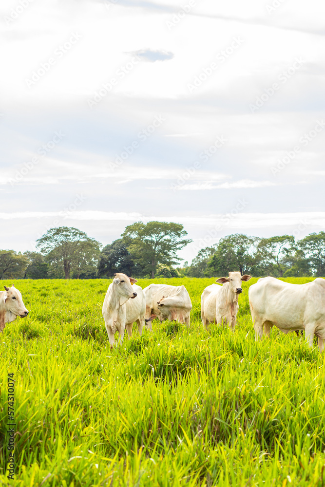 Um pequeno rebanho de bovinos, pastando em um pasto verde. Formato vertical.