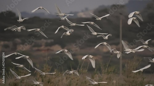 Cattle egret flying at sunset, Israel
Cattle egret wildlife from Israel, 2023 

