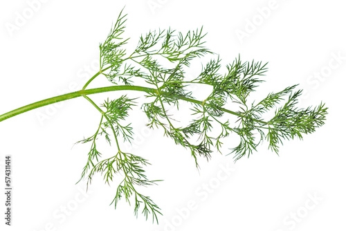 a sprig of dill