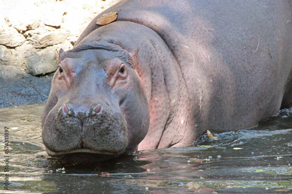 hippopotamus in a zoo in chiang mai (thailand) hippopotamus in a zoo in chiang mai (thailand)