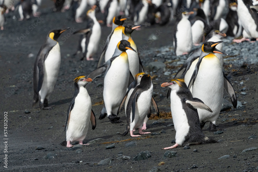 Fototapeta premium Royal Penguins (Eudyptes schlegeli)