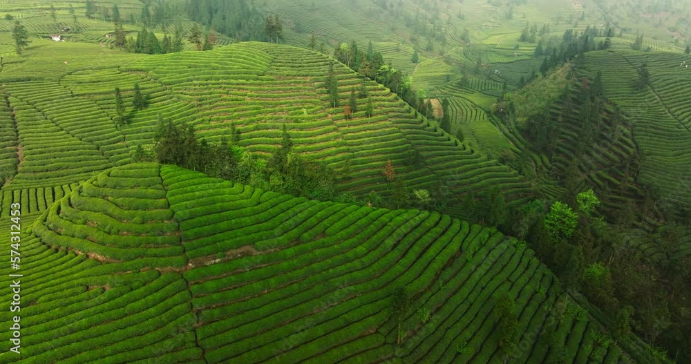 aerial landscape of spring green tea field in the Sichuan China aerial landscape of spring green tea field in the Sichuan China