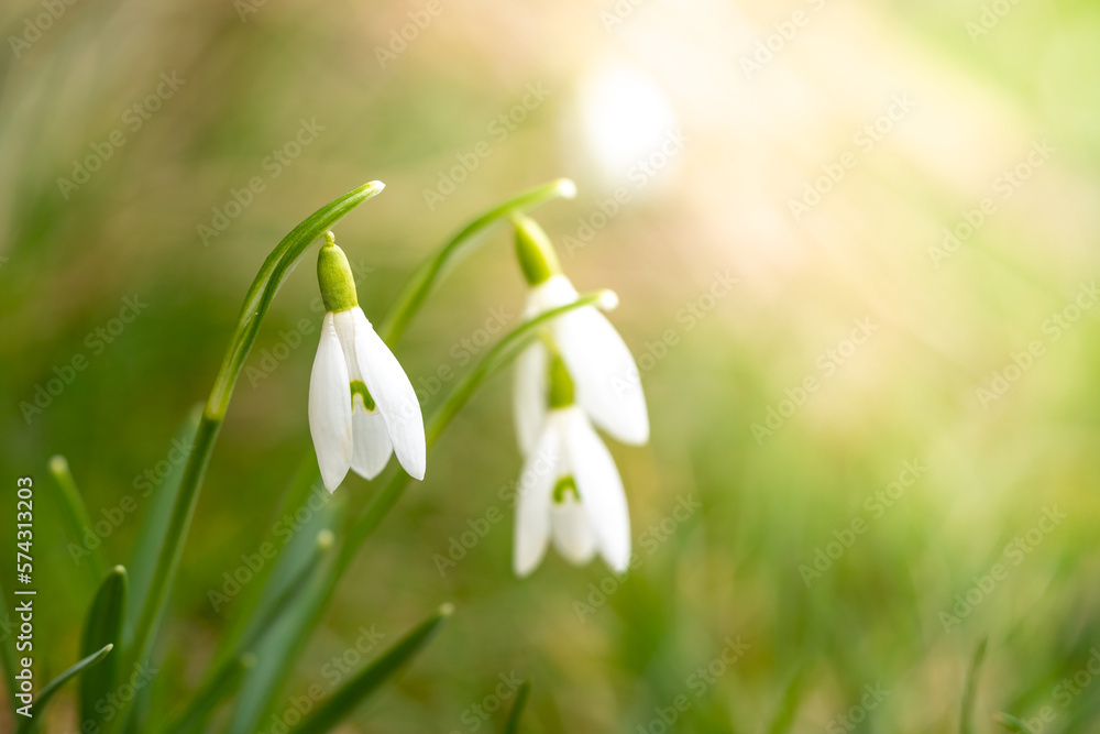 Beautiful snowdrops in spring at sunshine Beautiful snowdrops in spring at sunshine