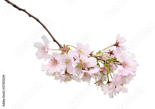 Sakura flowers  cherry blossom branch  isolated on white