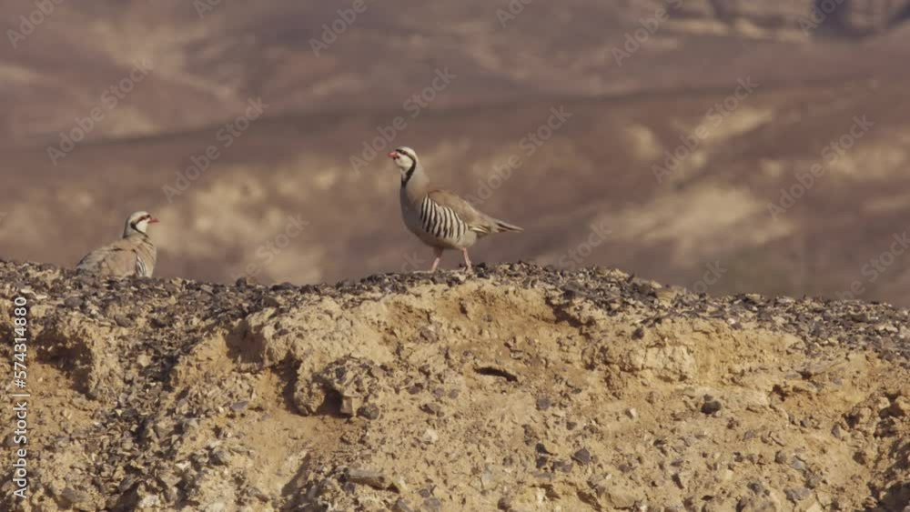 Chukar on hill in the desert, 2023
Chukar wildlife from Israel, 2023
Chukar on hill in the desert, 2023
Chukar wildlife from Israel, 2023