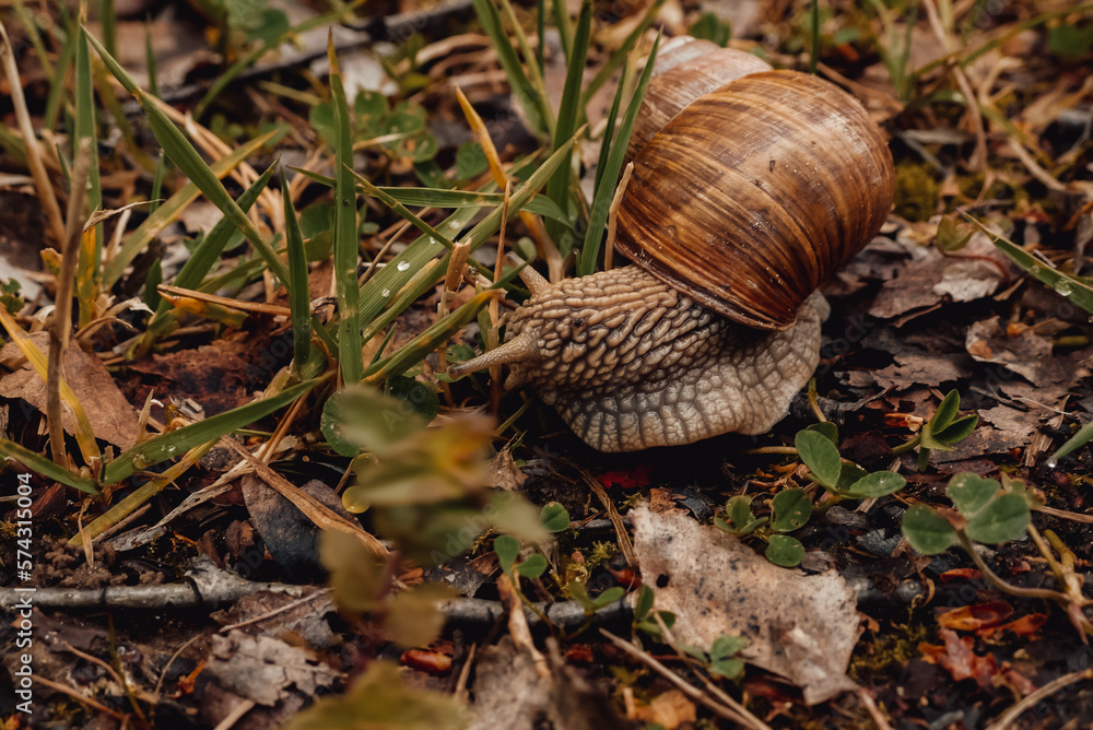 spring, summer in nature. Large and brown snails. Wine snail in the forest, in the ditch, in the garden spring, summer in nature. Large and brown snails. Wine snail in the forest, in the ditch, in the garden