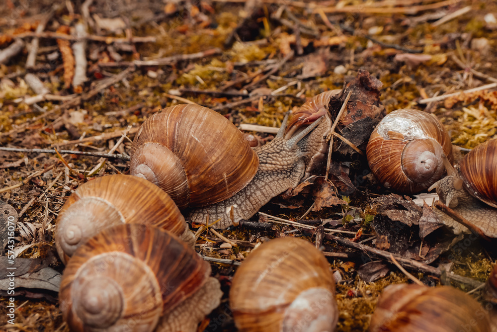 spring, summer in nature. Large and brown snails. Wine snail in the forest, in the ditch, in the garden spring, summer in nature. Large and brown snails. Wine snail in the forest, in the ditch, in the garden