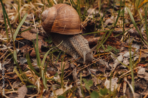 spring, summer in nature. Large and brown snails. Wine snail in the forest, in the ditch, in the garden