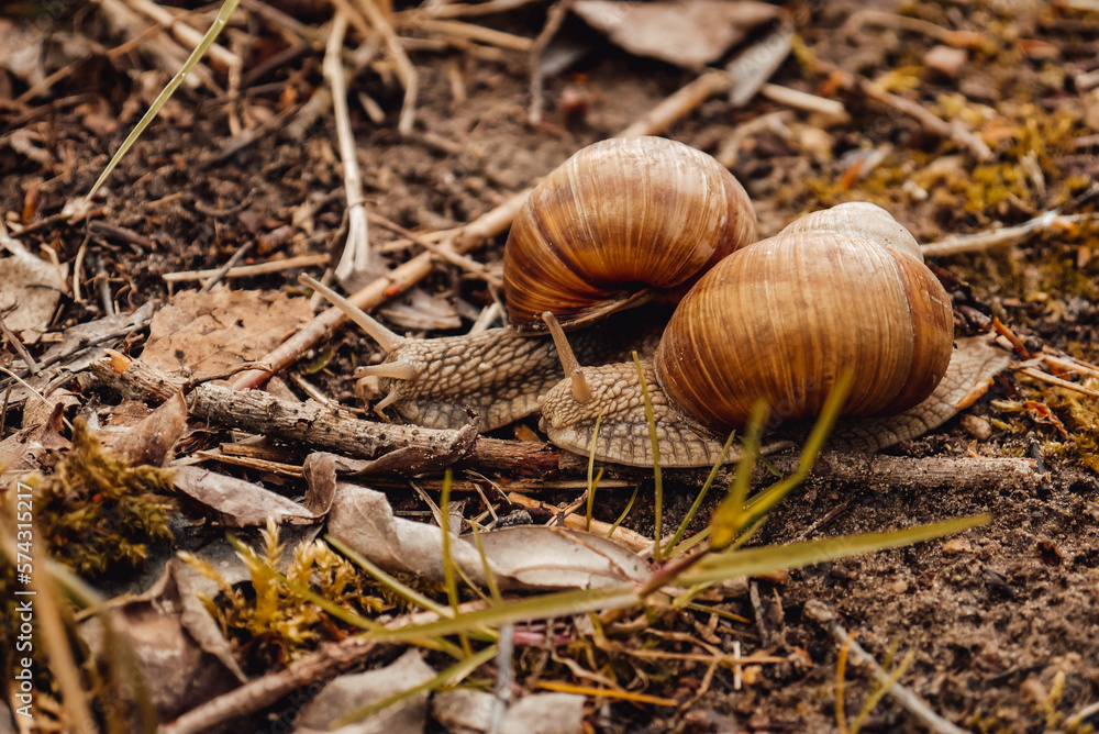 spring, summer in nature. Large and brown snails. Wine snail in the forest, in the ditch, in the garden spring, summer in nature. Large and brown snails. Wine snail in the forest, in the ditch, in the garden