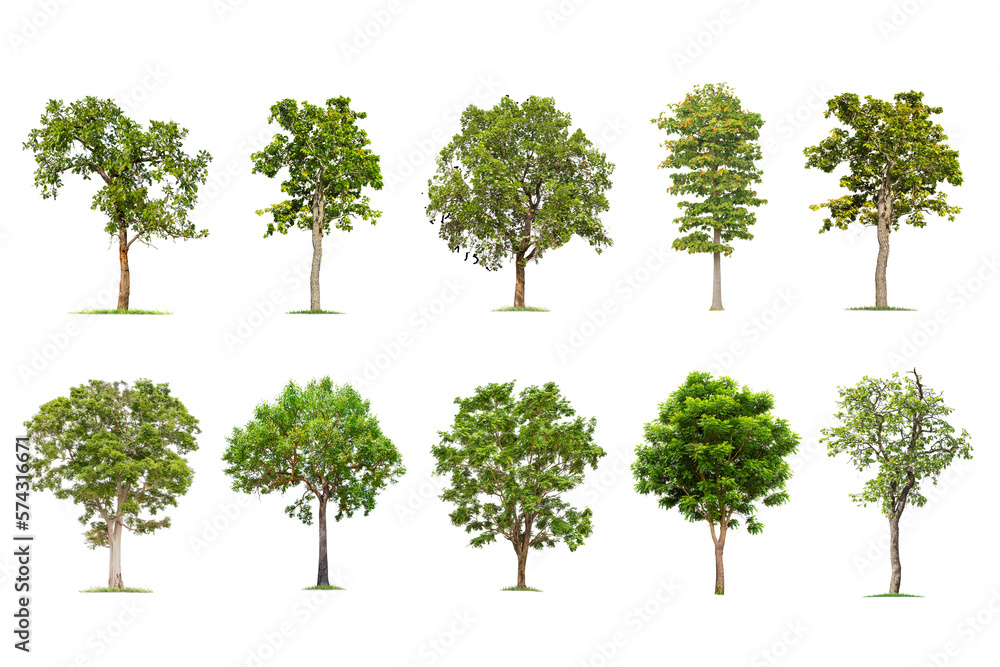 isolated big tree on White Background. The collection of trees. tropical trees isolated used for design, advertising and architecture isolated big tree on White Background. The collection of trees. tropical trees isolated used for design, advertising and architecture