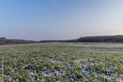 Green grass covered with snow and ice in winter