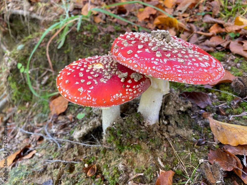poison mushroom red beautiful amanita muscaria poison mushroom red beautiful amanita muscaria