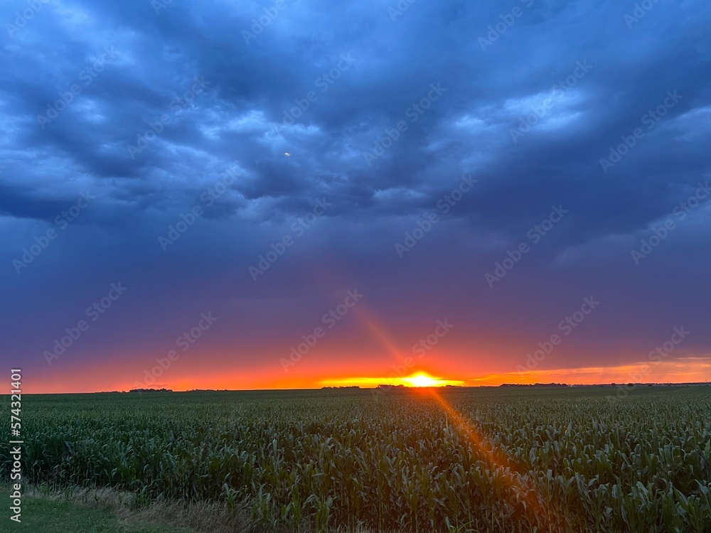 Fototapeta premium sunset in the field