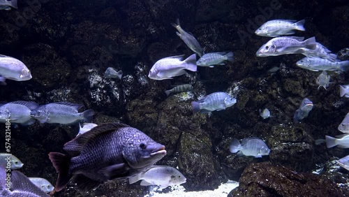 Tilapia, Saint Peter’s fish group under, 2023
Underwater shot from Eilat Israel, 2023
 photo