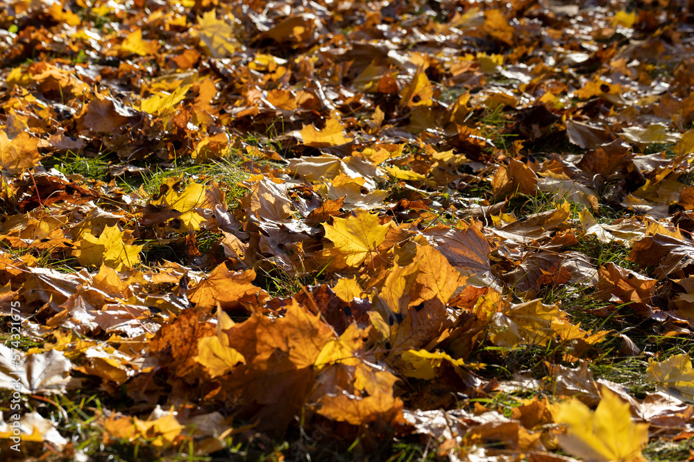 Fallen to the ground dry maple foliage in the autumn season Fallen to the ground dry maple foliage in the autumn season