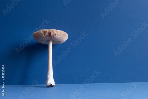 A white giant mushroom with long stem and big agaric gills cap on blue studio background with copy space.