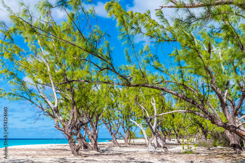 A view of trees on the shoreline on the island of Grand Turk on a bright sunny morning