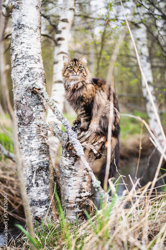 Cat sitting on a tree stump in the forest in spring. Finland
