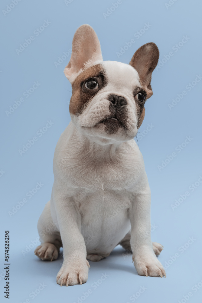 Fototapeta premium French bulldog puppy waiting for food. Studio shot of a lovely French Bulldog sitting on blue background. French Bulldog puppy 3 months old