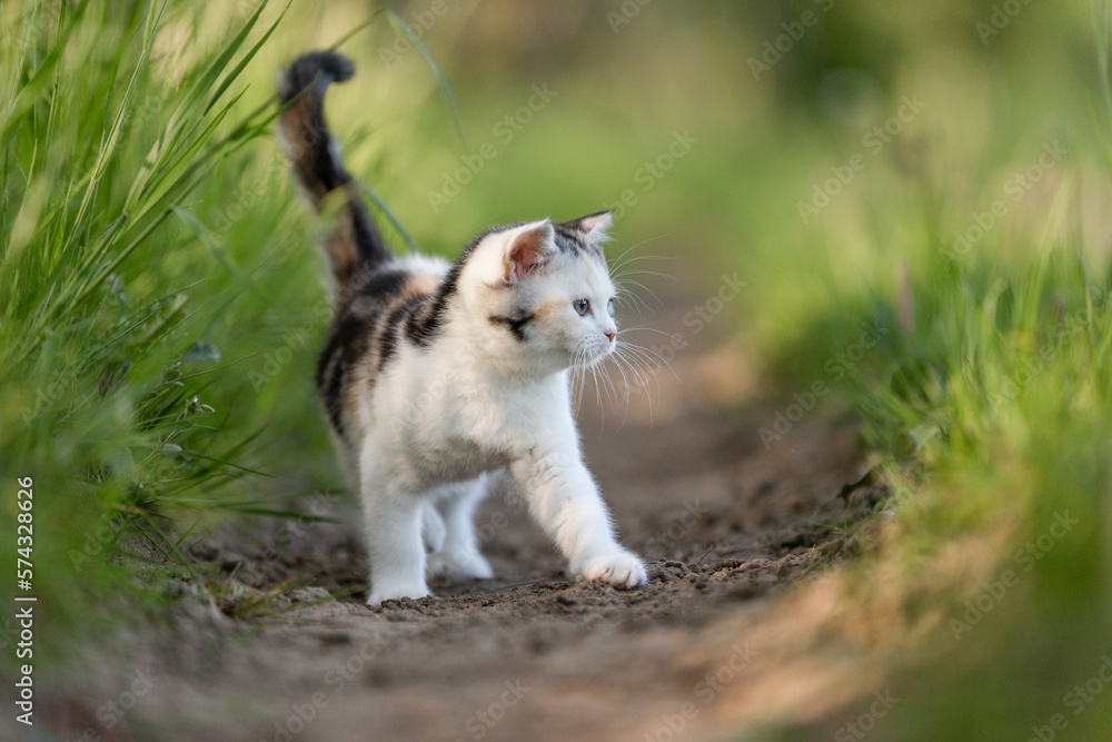 junge Katze in der Natur, Kitten genießt Freigang im Sommer auf einer Wiese bei Sonnenschein