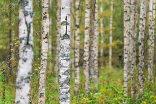 Fototapeta Naklejka Na Ścianę i Meble -  Birch forest, Finland