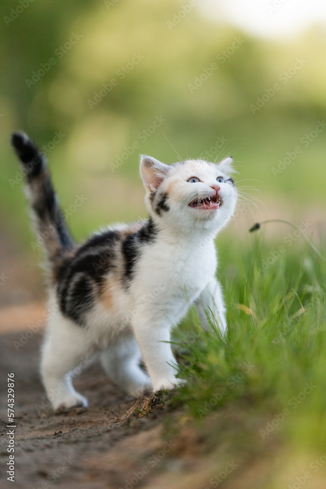 junge Katze in der Natur miaut, Kitten genießt Freigang im Sommer auf einer Wiese bei Sonnenschein junge Katze in der Natur miaut, Kitten genießt Freigang im Sommer auf einer Wiese bei Sonnenschein