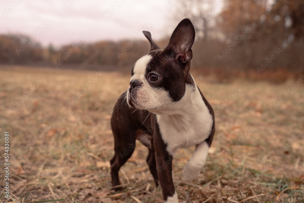 Boston terrier dog outside. Dog in the autumn field. Close up portrait