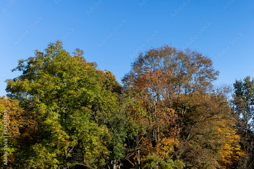 Yellowing and falling foliage of deciduous trees in autumn Yellowing and falling foliage of deciduous trees in autumn