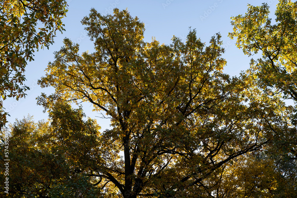 Yellowing and falling foliage of deciduous trees in autumn Yellowing and falling foliage of deciduous trees in autumn