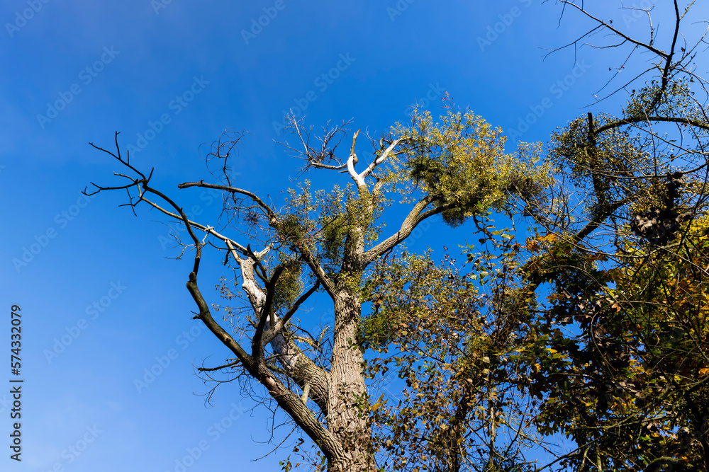 Yellowing and falling foliage of deciduous trees in autumn Yellowing and falling foliage of deciduous trees in autumn