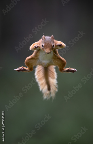 Red Squirrel Jumping