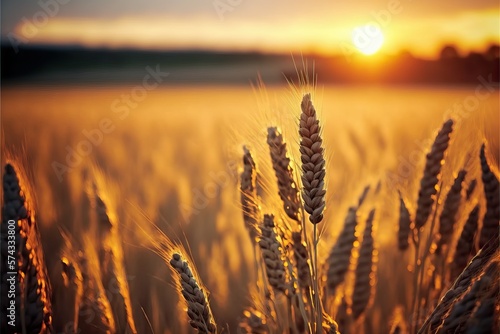 Wheat Field Against Sky During Sunset (Ai generated)