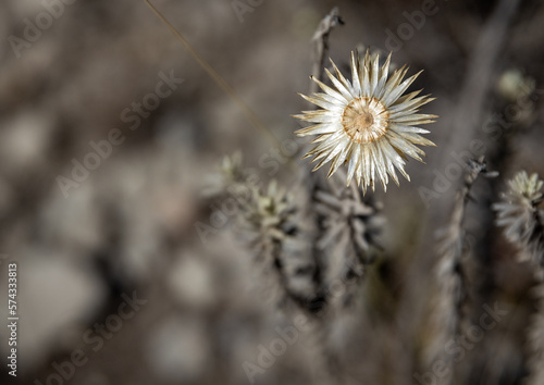 Withered Beauty: The Last Stand of a Single Flower © Kenrique