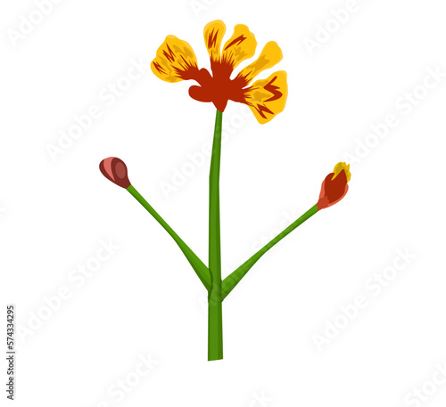 Illustration of tropical caesalpinia flower. Decorative exotic plant. photo
