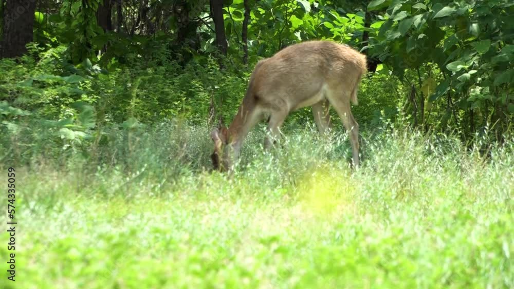 Bawean deer activity in Baluran Banyuwangi National Park Bawean deer activity in Baluran Banyuwangi National Park